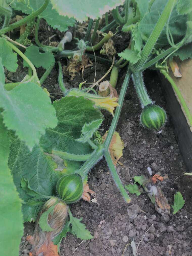 Produce growing inside a Polycrub.